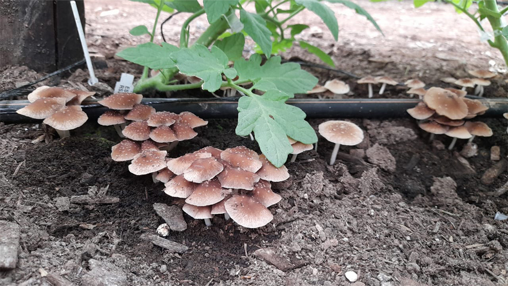 Gallery - soil health compost thumbnail image